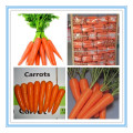 2015 Nuevas zanahorias rojas vegetales